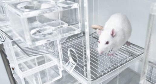 NIH-Funded Study Creates Transgender Rats