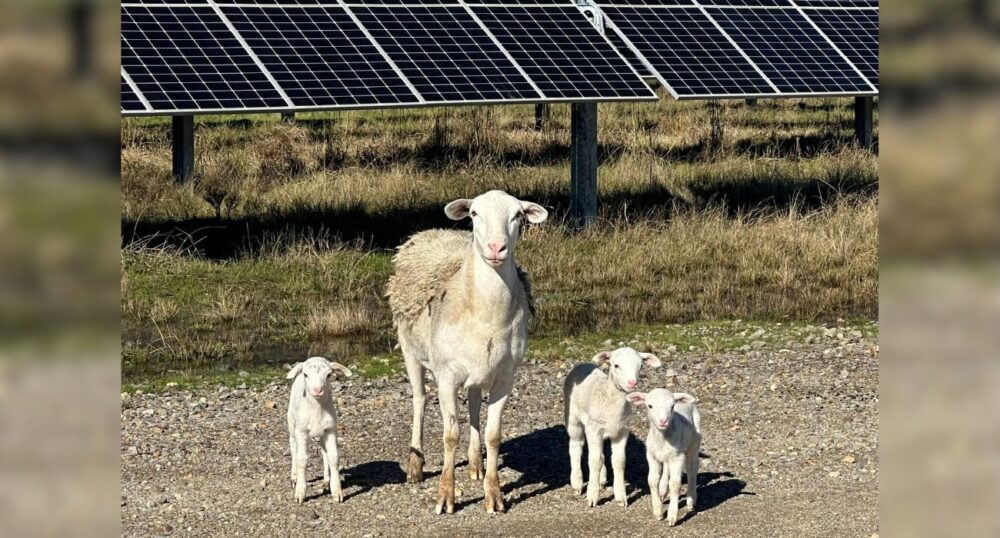 Sheep Help Company’s Energy Project