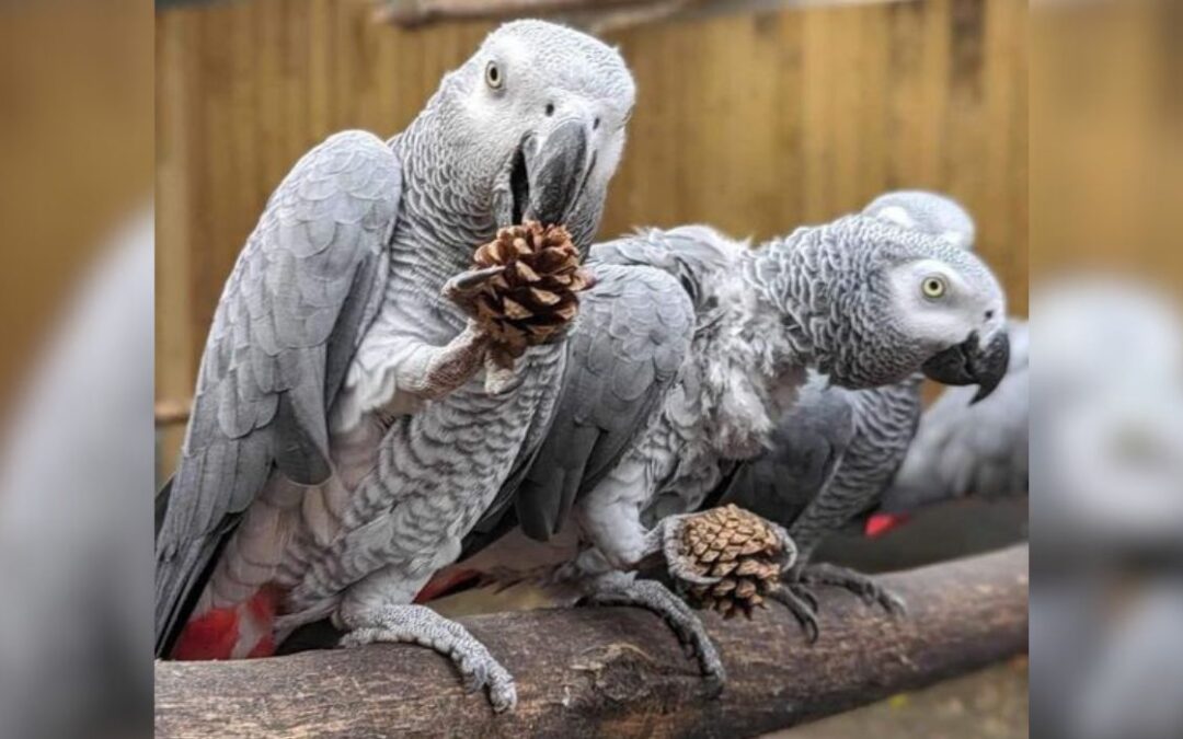 Park Attempts To Curb Parrot Swearing