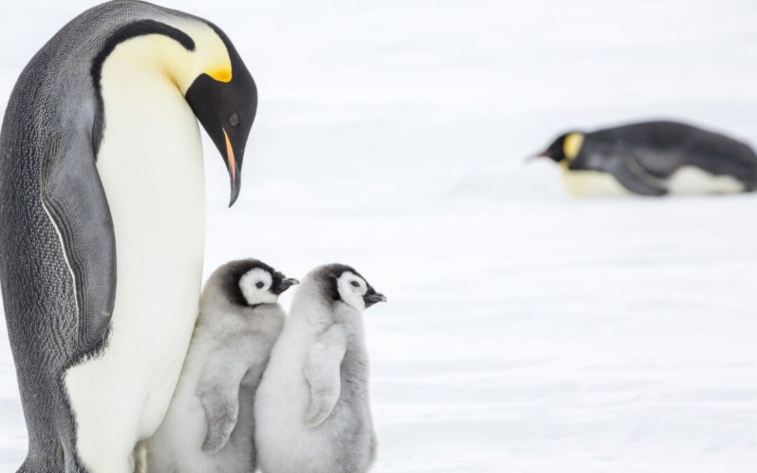 Los científicos encuentran nuevas colonias de pingüinos emperador