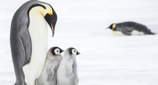 Scientists Find New Emperor Penguin Colonies