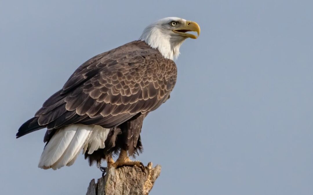 Bald Eagle Makes Home in Local City
