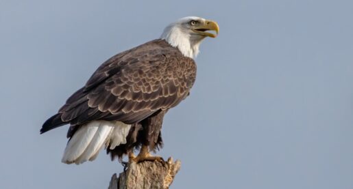 Bald Eagle Makes Home in Local City