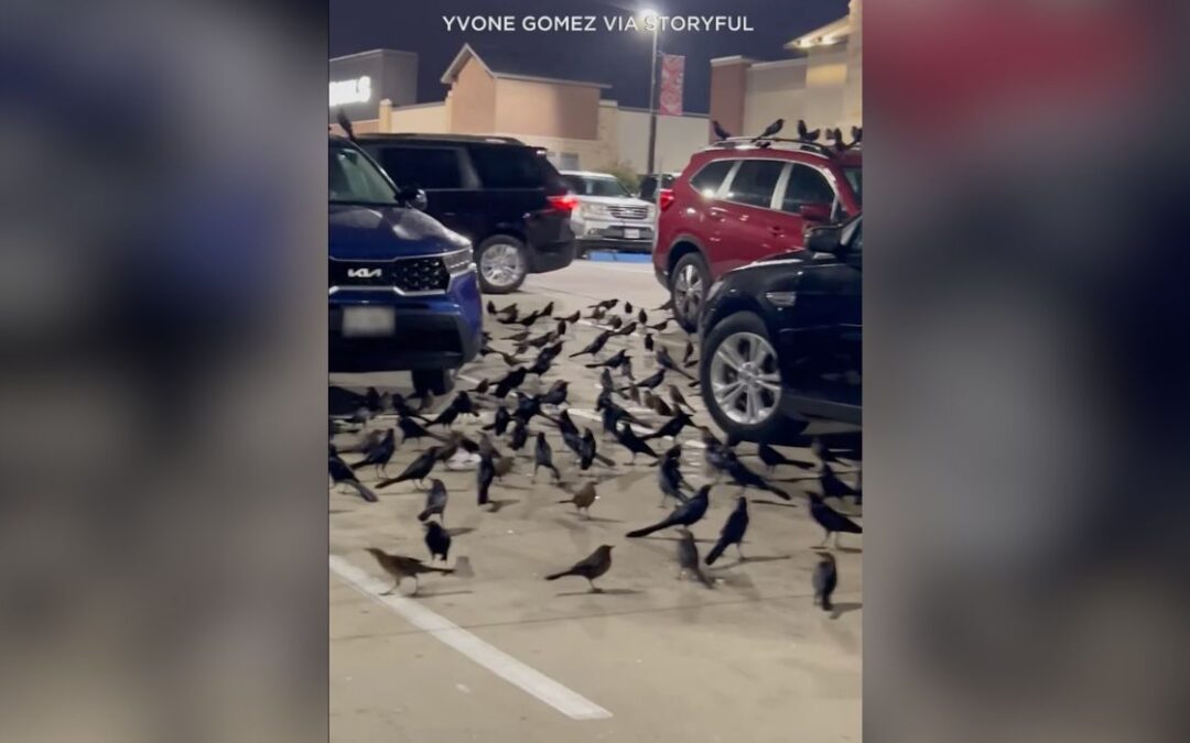 VIDEO: Horror-Esque Flock of Birds Cloaks TX