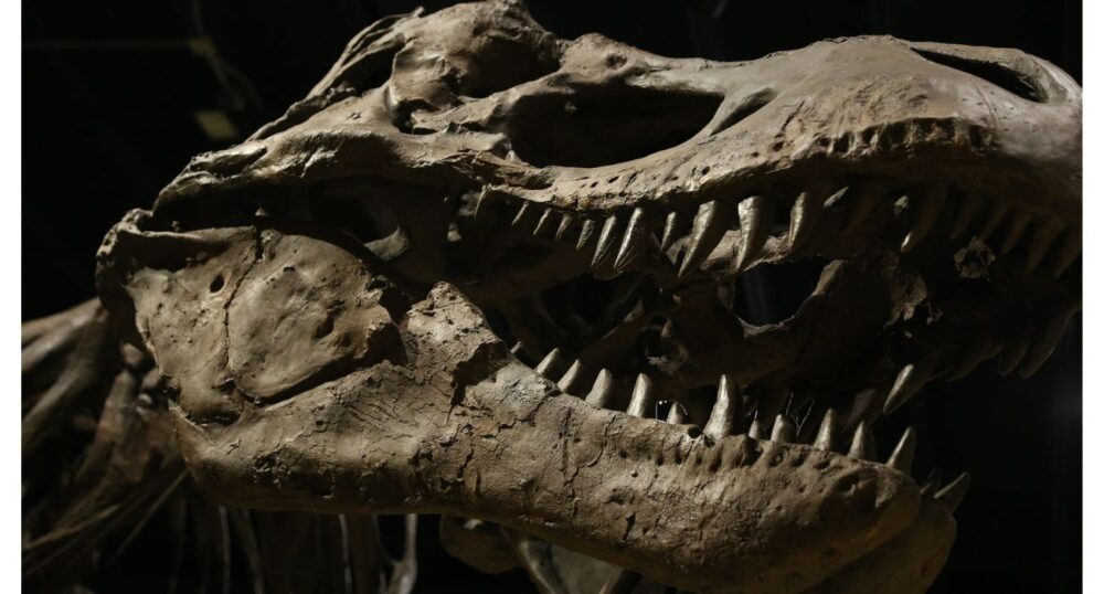 VIDEO: Dinosaurs May Be Lurking Beneath DFW Airport