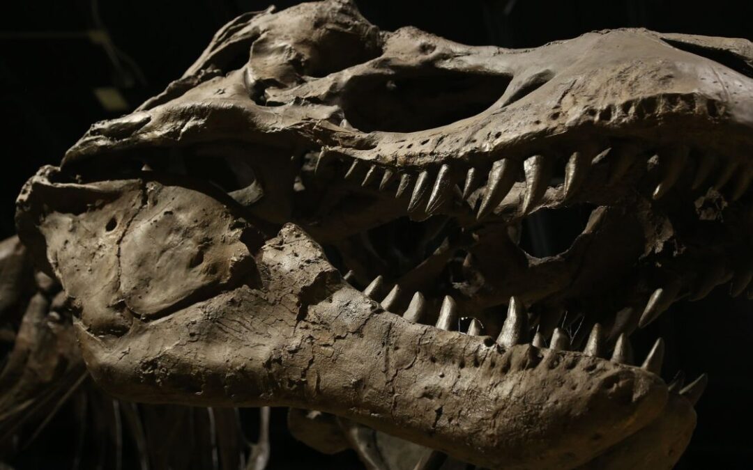 VIDEO: Dinosaurs May Be Lurking Beneath DFW Airport
