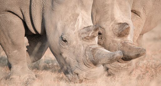 VIDEO: Scientists Achieve IVF Pregnancy in Rhino