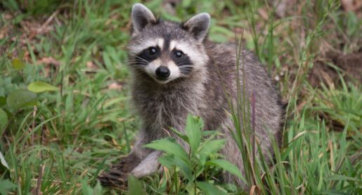 Raccoon Distemper Cases Rising in North Texas