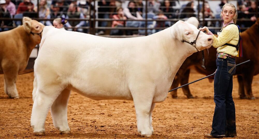 1,300-Pound Steer Takes Title at Stock Show