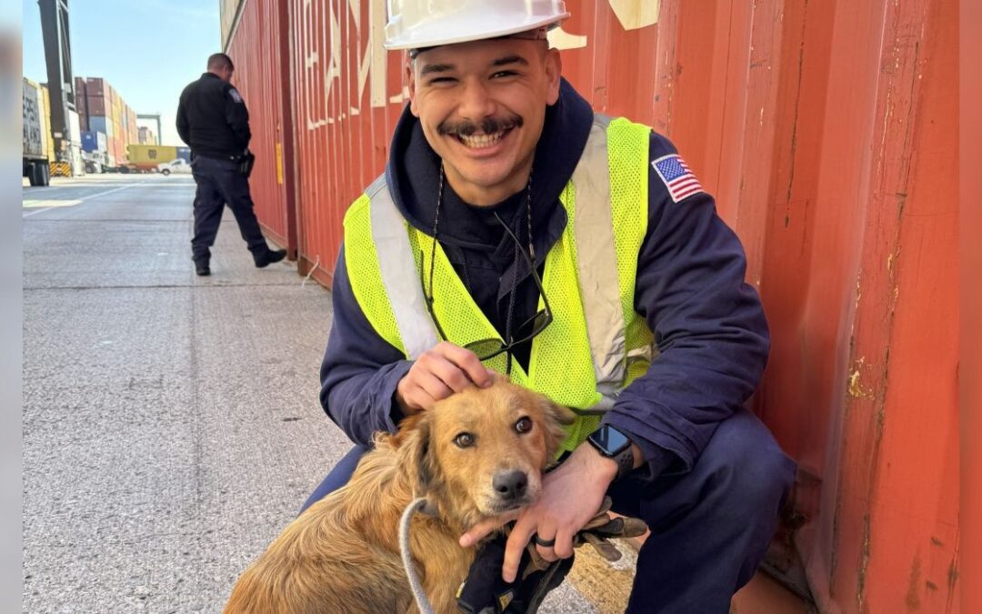 Lucky Dog Saved From Shipping Container