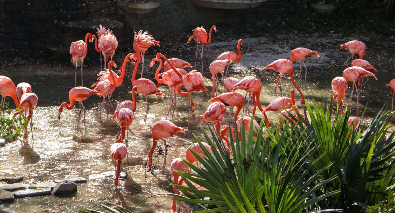 Flamingos at Dallas Zoo