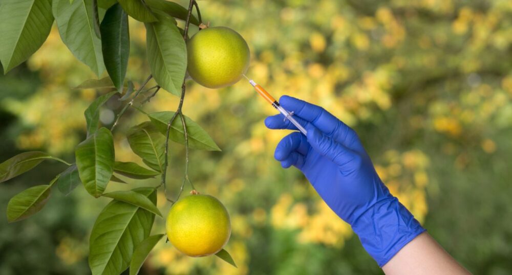 Opinion: Does Genetically Modified Equate to Safe?