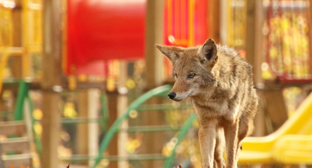 Coyote Allegedly Bites Three Local Children