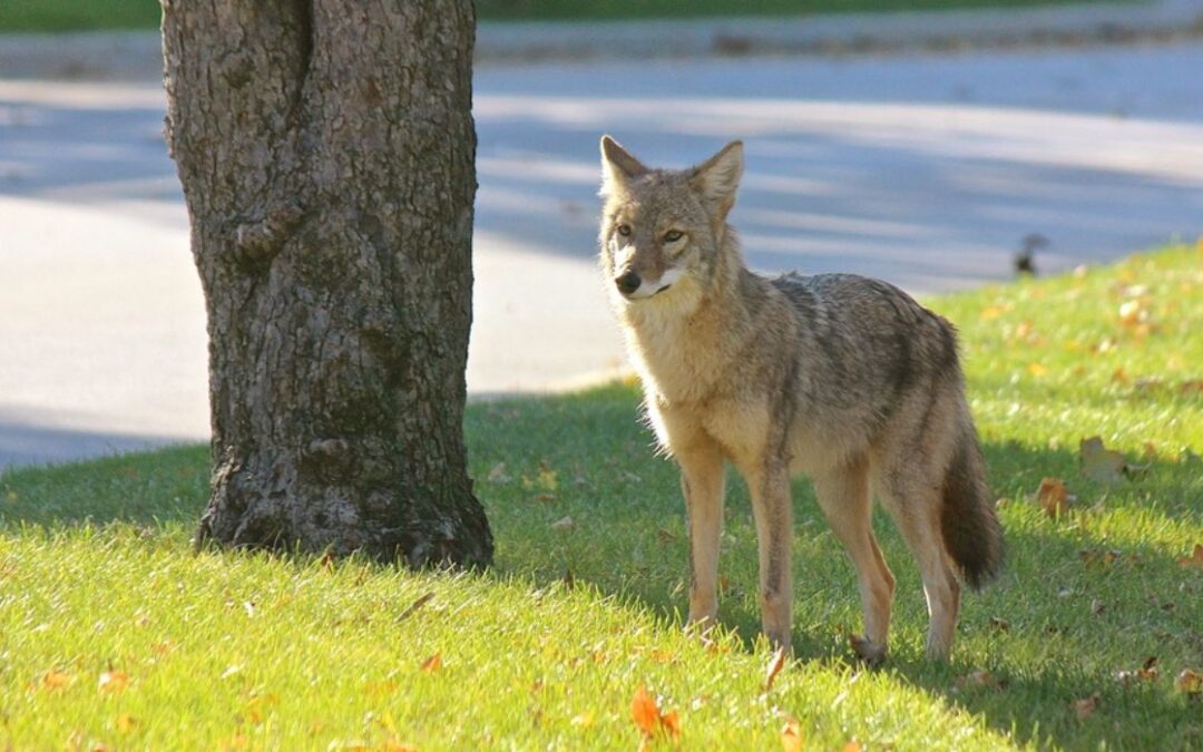 Officials Warn Coyotes Less Afraid of Humans