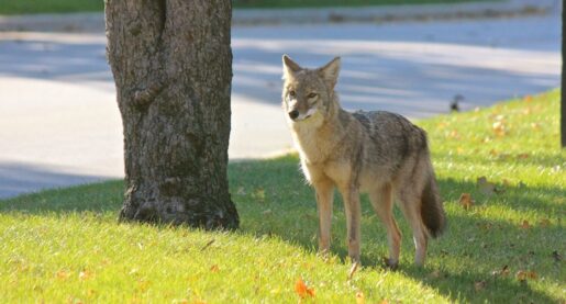 Officials Warn Coyotes Less Afraid of Humans