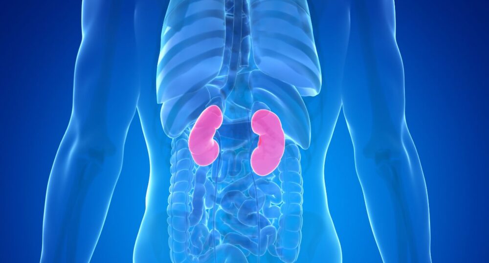 Protein Identified for Kidney Healing
