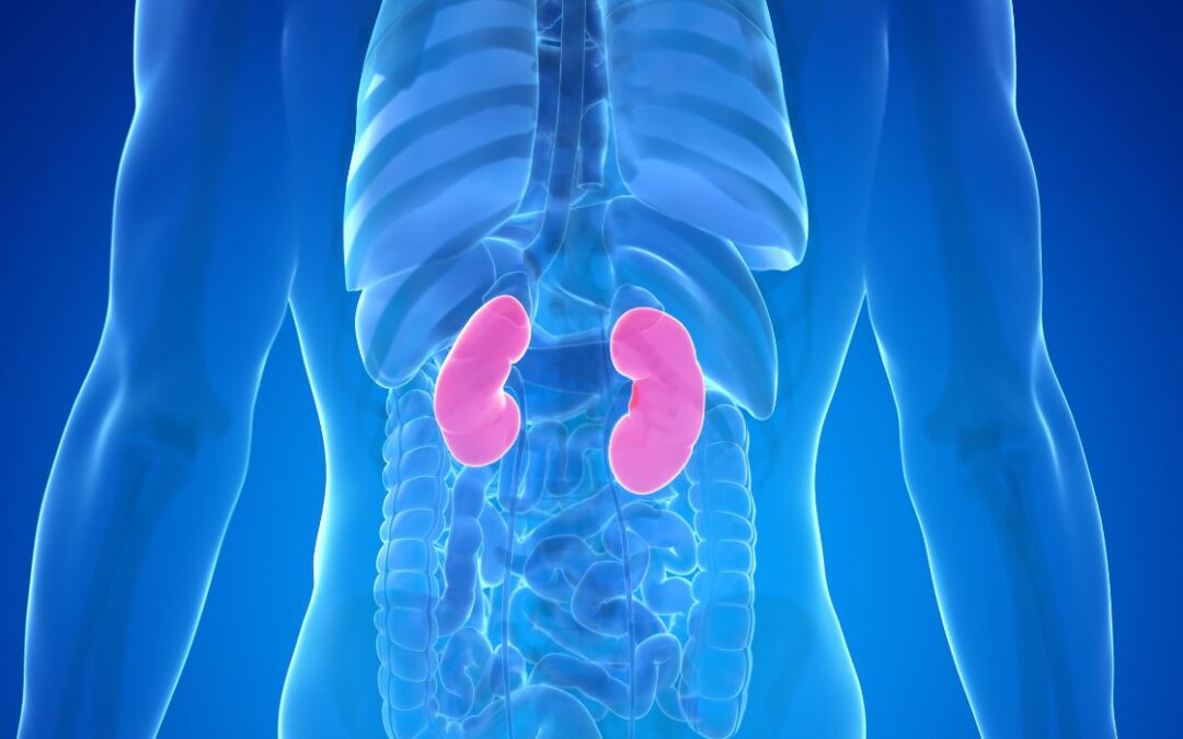 Protein Identified for Kidney Healing