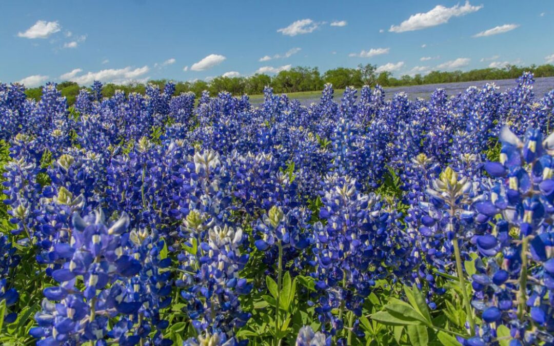 Vibrant Bluebonnet Bloom Expected