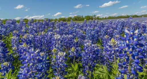Vibrant Bluebonnet Bloom Expected