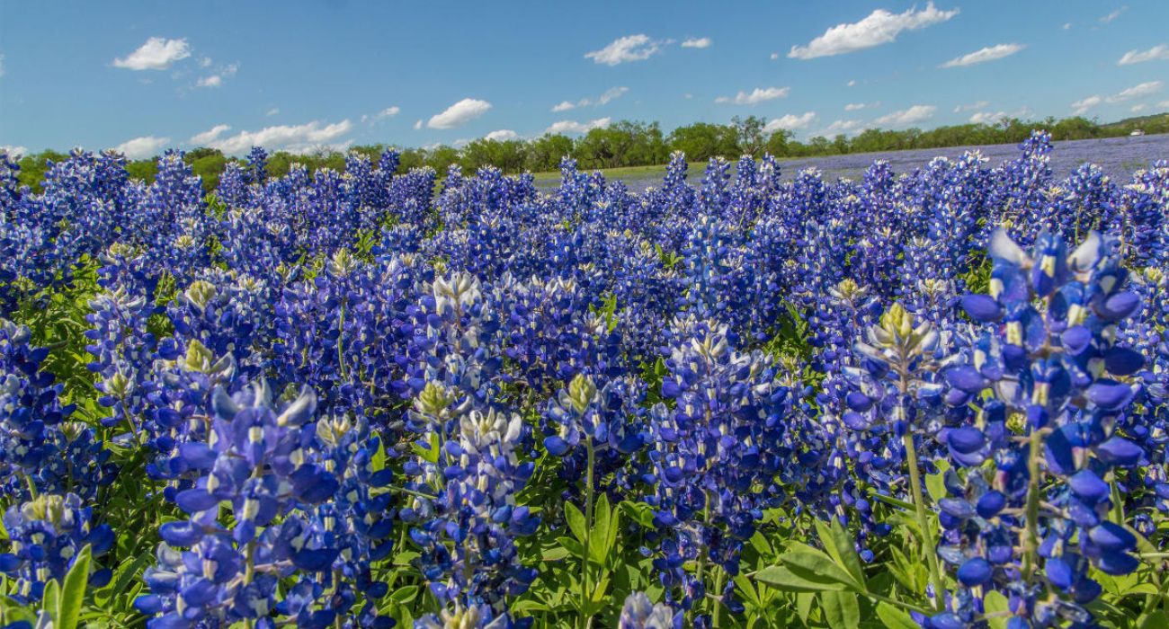 Bluebonnets in Texas