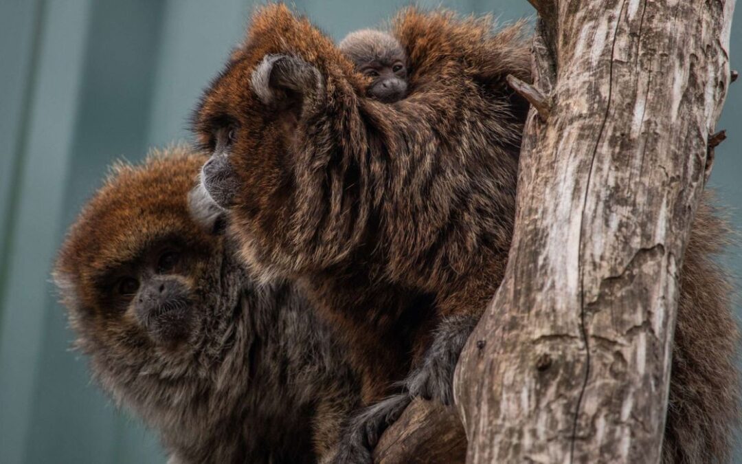 VIDEO: Dallas Zoo Welcomes Cute Tenants