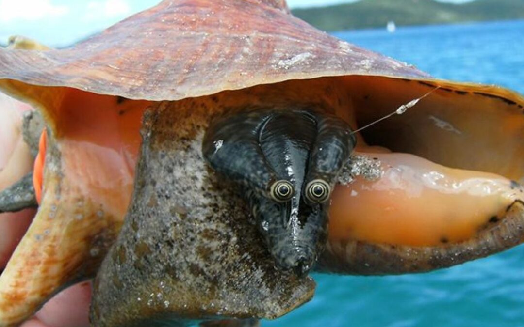 Scientists Play Matchmaker to Sea Snails