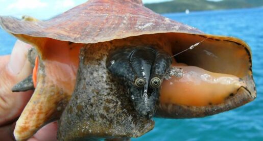 Scientists Play Matchmaker to Sea Snails
