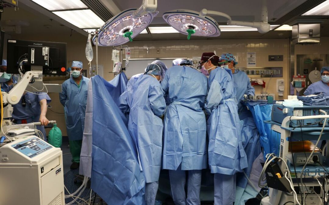 Los médicos realizan un trasplante de riñón entre cerdos y humanos