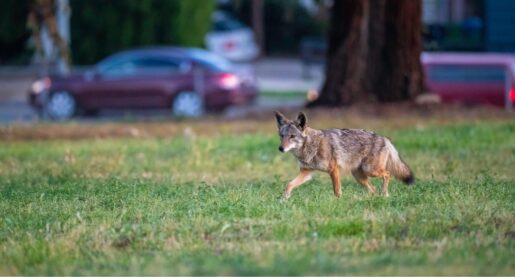 Local Coyote Euthanized Due to Attacks