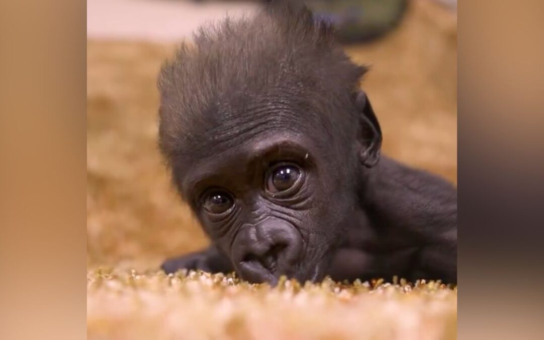 Baby Gorilla Jameela Struggles To Fit In