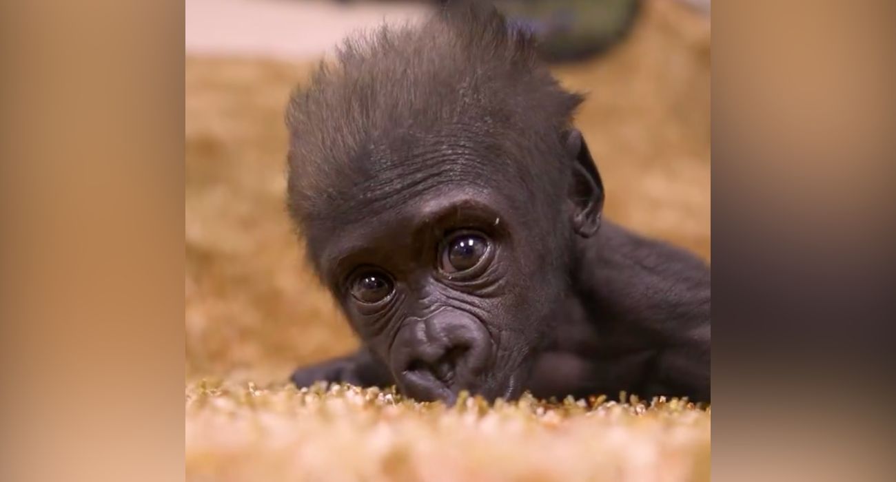 Gorilla baby Jameela