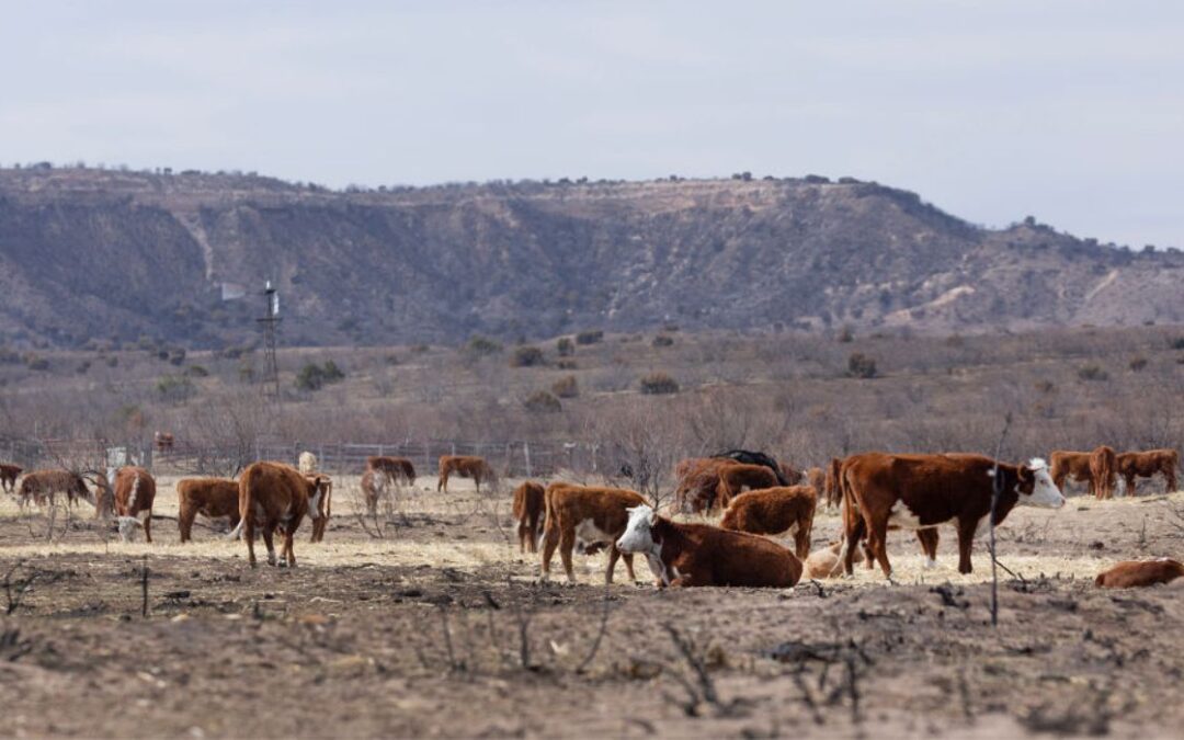 Miles de cabezas de ganado muertas en incendios forestales en Texas