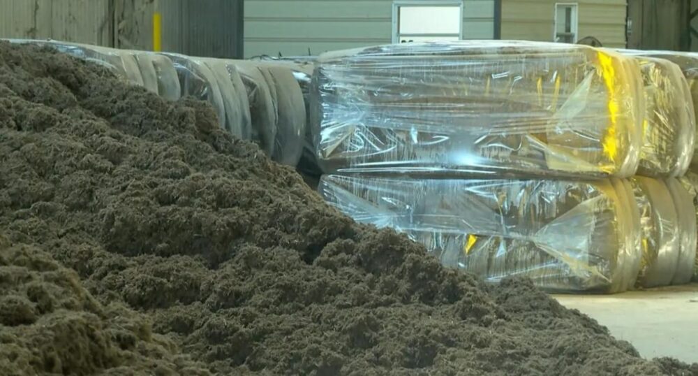 Ranchers Receive Innovative Cattle Feed