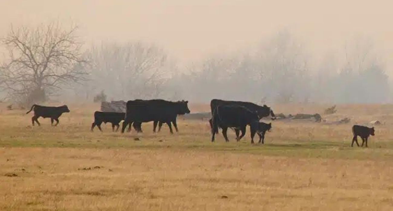 Cattle walking in pasture with smoke from a wildfire