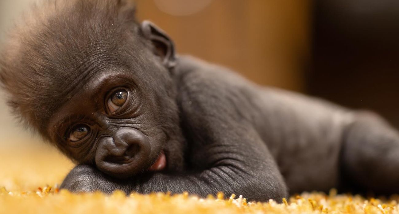 Baby gorilla Jameela