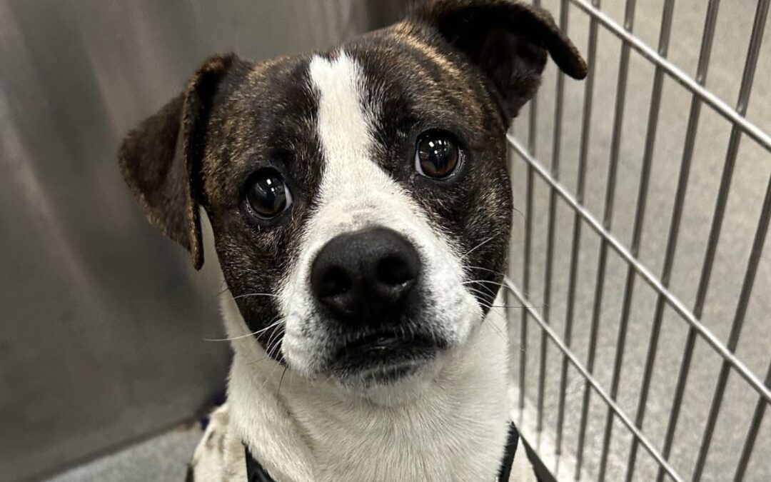 DFW Animal Shelters Maxing Out