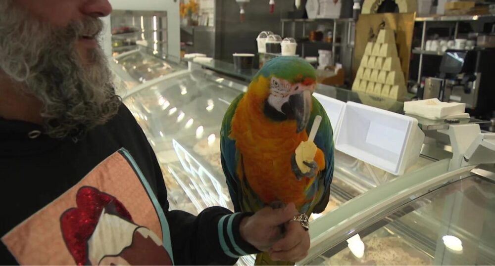 Trapped Parrot Now Safe Again