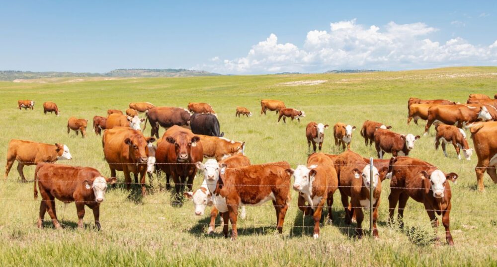 Texas, Kansas Report Bird Flu in Cattle