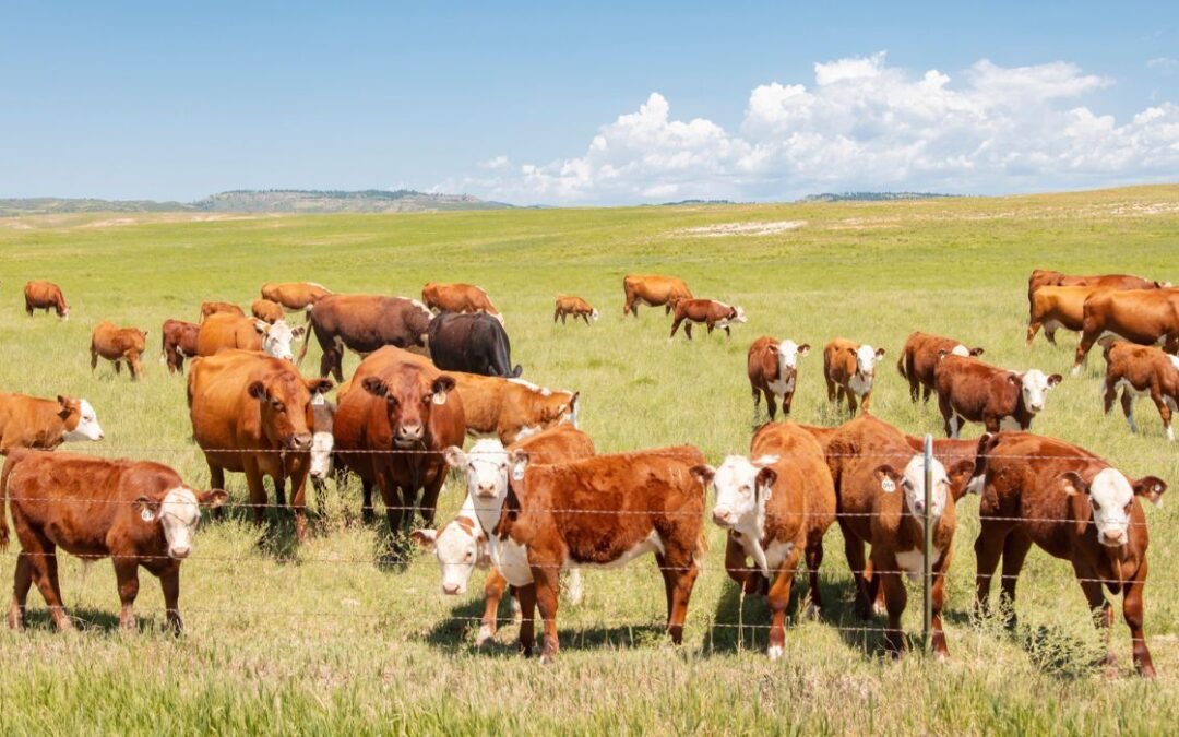 Texas y Kansas informan sobre gripe aviar en el ganado