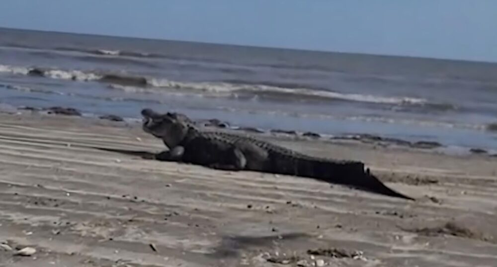 VIDEO: Massive Gator Spotted on Texas Beach
