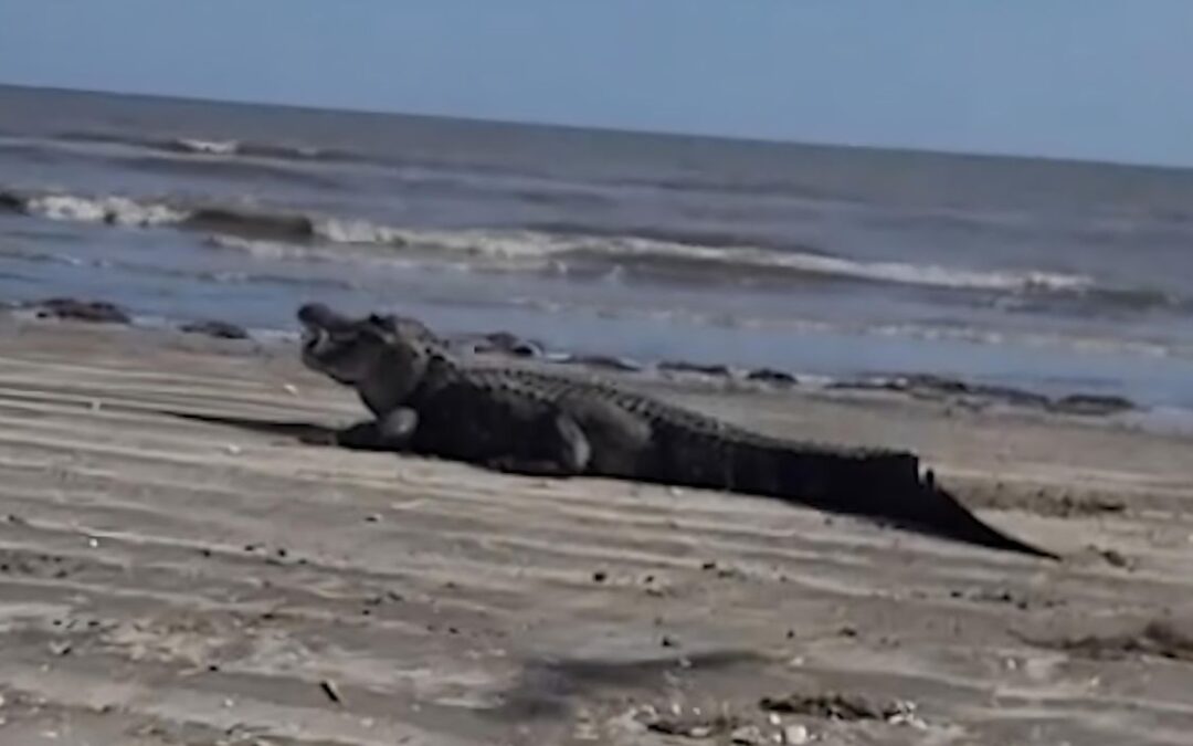 VIDEO: Caimán enorme visto en una playa de Texas