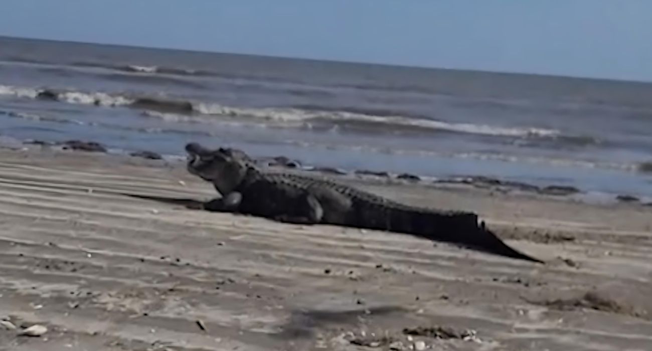 Alligator on a beach in Texas