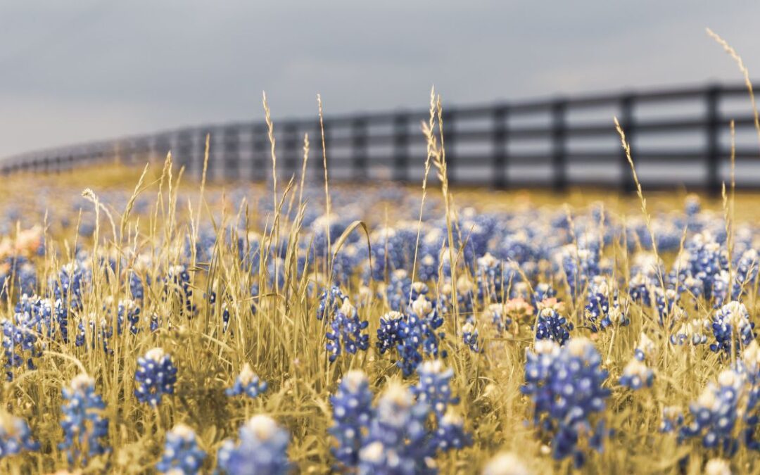 Los mejores lugares locales para disfrutar de las flores de Bluebonnet