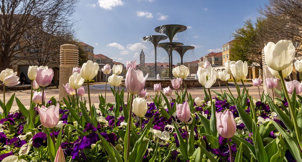 The Story Behind TCU’s Tulips