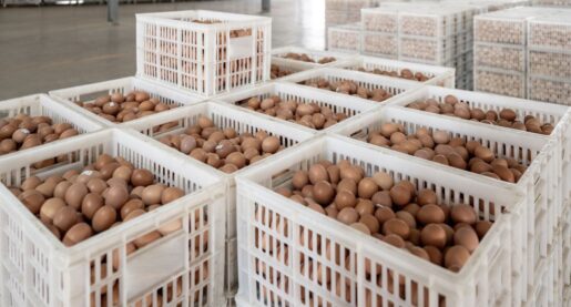Texas Egg Plant Halts Production Due to Bird Flu