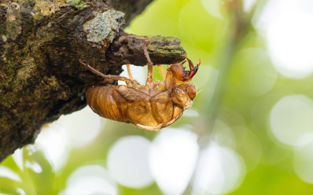 'Cicada-geddon' llega al medio oeste y sureste