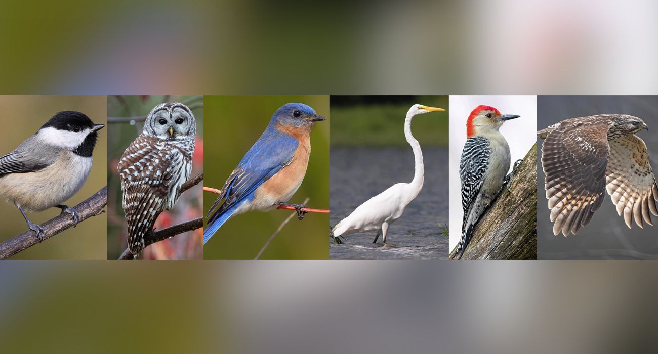 Birds in the running for official city bird title
