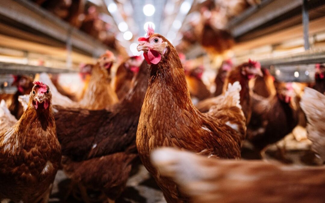El USDA sacrifica millones de gallinas