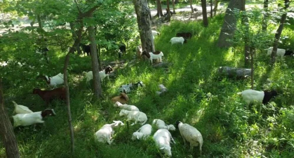 Goats Graze at Local Garden Grounds