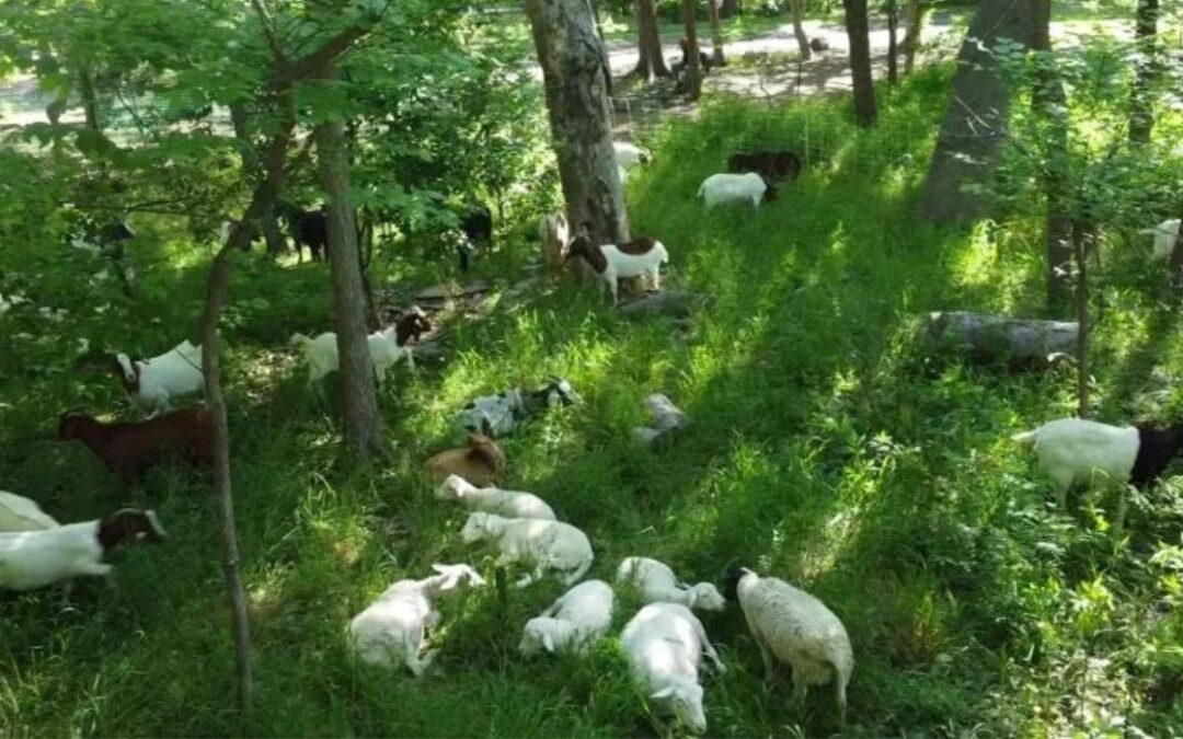 Las cabras pastan en un jardín local